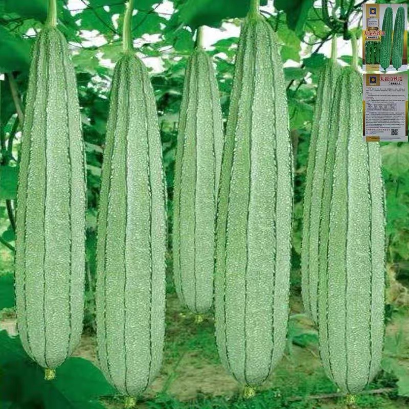 Tips for Successful Angled Loofah Cultivation: From Planting to Harvest